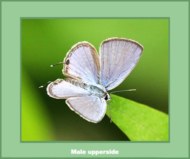 Chilades pandava pandava - Male