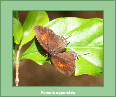 Drupadia ravindra moorei - Female