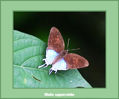 Drupadia ravindra moorei - Male