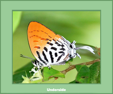 Drupadia ravindra moorei - Male