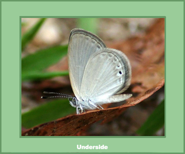 Famegana alsulus eggletoni - Male