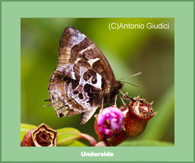 Flos diardi capeta - Male