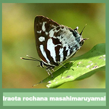 Iraota Rochana Boswelliana