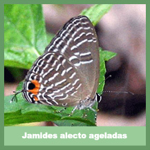 Jamides Alecto Ageladas