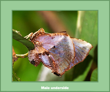 Liphyra brassolis brassolis - Male
