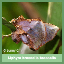 Liphyra Brassolis Brassolis