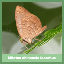 Miletus Chinensis Learchus