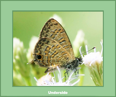 Prosotas nora superdates - Male