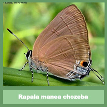 Rapala manea chozeba