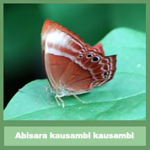 Abisara kausambi kausambi