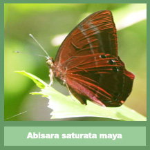 Abisara saturata maya