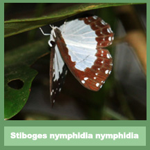 Stiboges nymphidia nymphidia