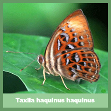 Taxila haquinus haquinus