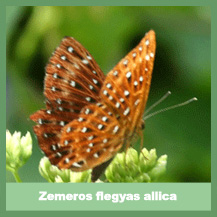 Zemeros flegyas allica