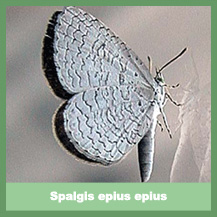 Spalgis Epius Epius