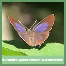 Surendra Quercetorum Quercetorum