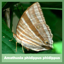 Amathusia phidippus phidippus