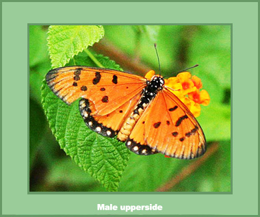 Acraea violae - Male