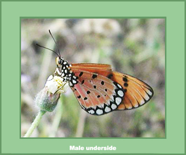 Acraea violae - Male