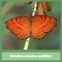 Ariadne ariadne ariadne