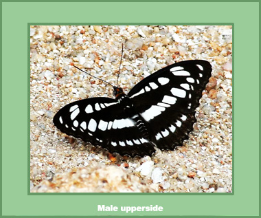 Athyma perius perius - Male