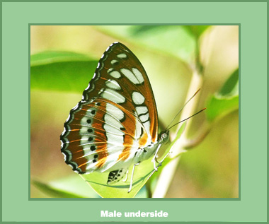 Athyma perius perius - Male