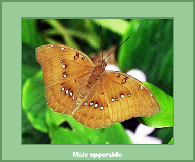 Euthalia (Bassarona) dunya dunya - Male