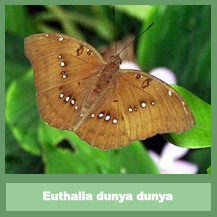 Bassarona dunya dunya