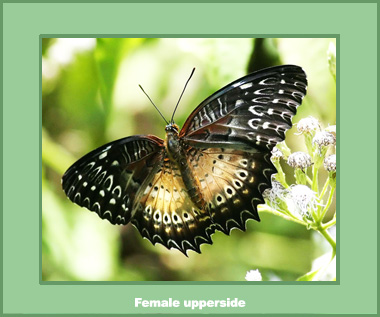 Cethosia biblis peraka - Male