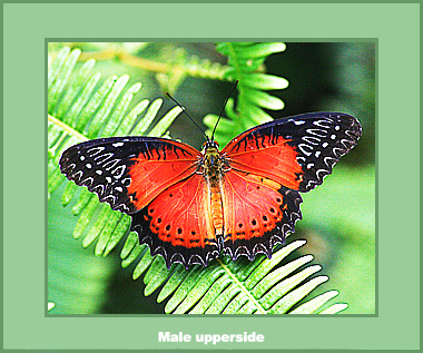 Cethosia biblis peraka - Male