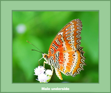 Cethosia biblis peraka - Male