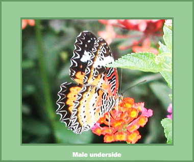 Cethosia cyane euanthes - Male