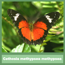 Cethosia penthesilia methypsea