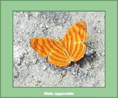 Chersonesia intermedia intermedia - Male