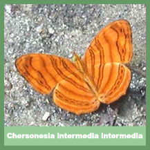 Chersonesia intermedia intermedia