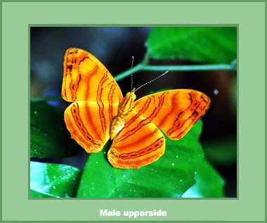 Chersonesia rahria rahria - Male