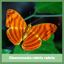 Chersonesia rahria rahria