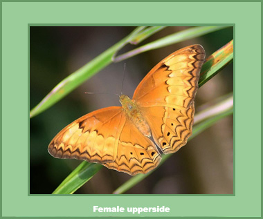 Cirrochroa tyche rotundata - Male