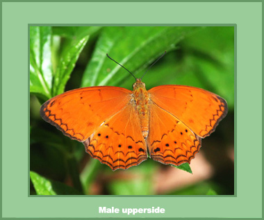 Cirrochroa tyche rotundata - Male