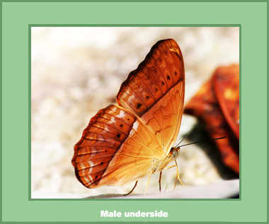 Cirrochroa tyche rotundata - Male