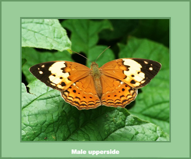 Cupha erymanthis erymanthis - Male