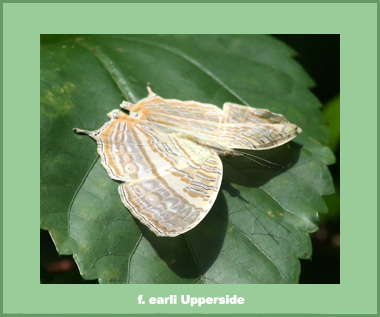Cyrestis cocles earli - Male