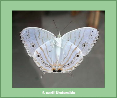 Cyrestis cocles earli - Male