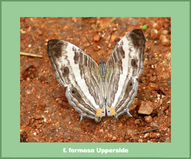 Cyrestis cocles earli - Male