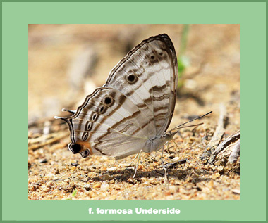 Cyrestis cocles earli - Male