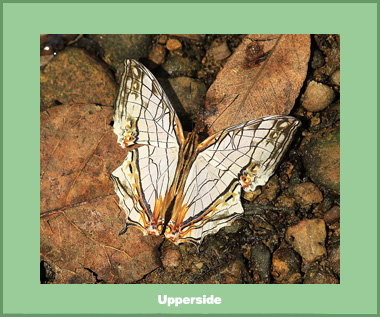 Cyrestis thyodamas thyodamas - Male