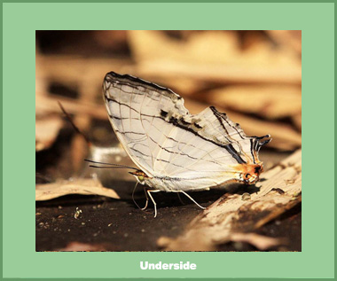 Cyrestis thyodamas thyodamas - Male