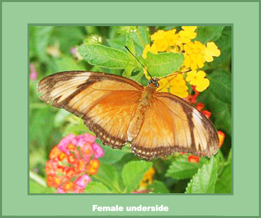 Dryas iulia ssp. - Male