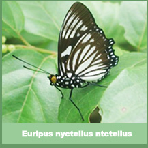 Euripius nyctelius nyctelius
