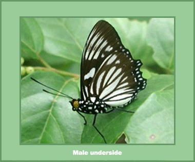 Euripus nyctelius nyctelius - Male